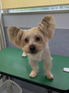 7月14日のわんこたちの写真