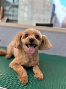 7月1日のわんこたちの写真