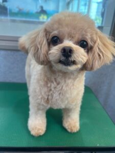 8月29日のわんこたちの写真