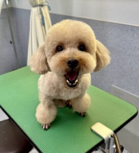 8月4日のわんこたちの写真