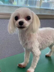 8月4日のわんこたちの写真