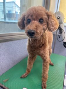 8月2日のわんこたちの写真