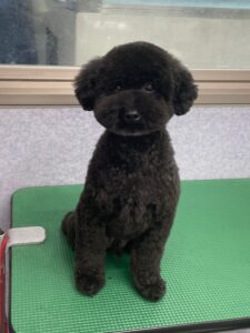 8月16日のわんこたちの写真