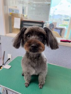 8月9日のわんこたちの写真