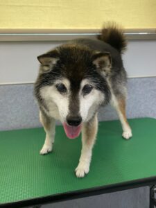 8月26日のわんこたちの写真