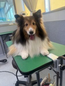 8月23日のわんこたちの写真