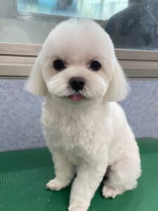 8月1日のわんこたちの写真