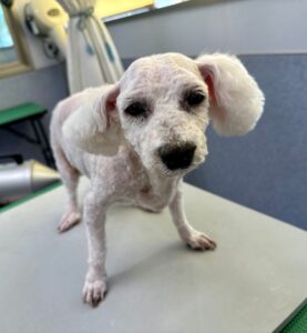 8月17日のわんこたちの写真