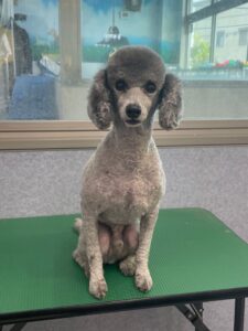 8月18日のわんこたちの写真