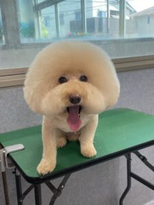 8月8日のわんこたちの写真