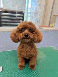 8月15日のわんこたちの写真