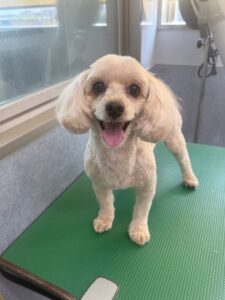 8月31日のわんこたちの写真