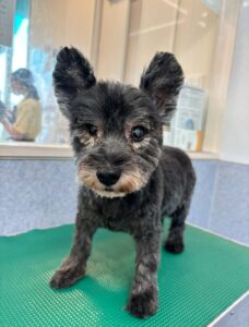 8月25日のわんこたちの写真