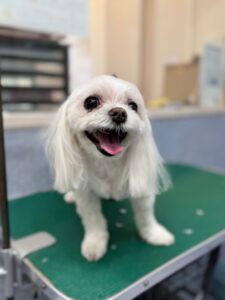 8月10日のわんこたちの写真