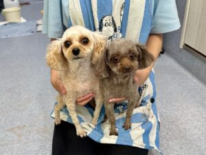 8月24日のわんこたちの写真