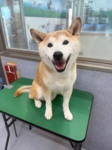 8月12日のわんこたちの写真