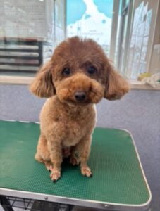 8月22日のわんこたちの写真