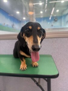 8月3日のわんこたちの写真