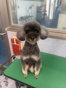 8月7日のわんこたちの写真