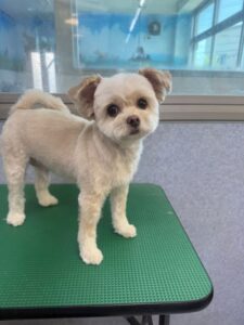 8月21日のわんこたちの写真