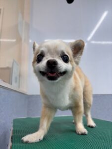 9月12日のわんこたちの写真