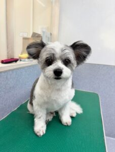 9月1日のわんこたちの写真
