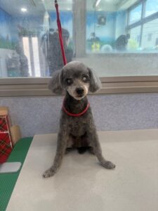 9月2日のわんこたちの写真