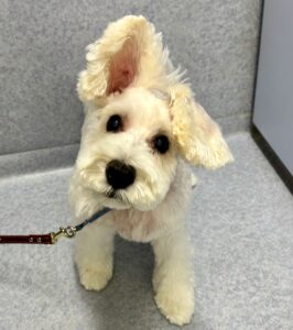 9月14日のわんこたちの写真
