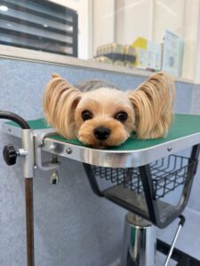 10月12日のわんこたちの写真