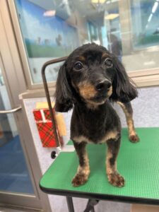 10月11日のわんこたちの写真
