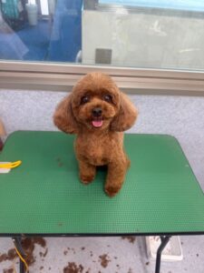 10月2日のわんこたちの写真