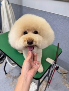 10月4日のわんこたちの写真