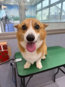 10月7日のわんこたちの写真