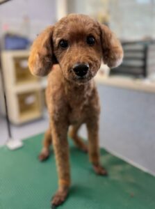10月5日のわんこたちの写真