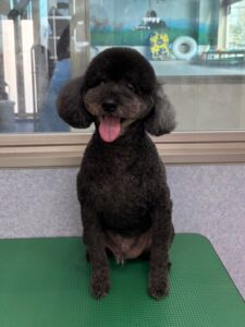 10月13日のわんこたちの写真
