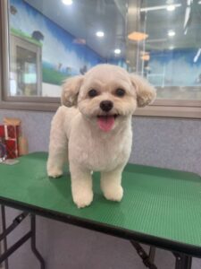 10月3日のわんこたちの写真