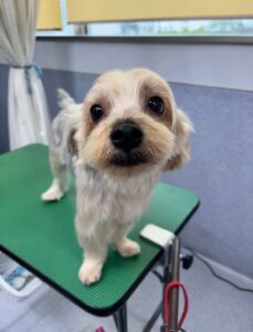 10月16日のわんこたちの写真