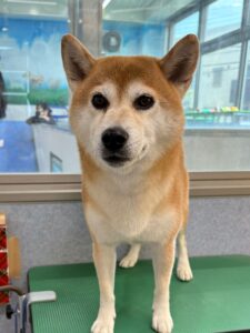10月10日のわんこたちの写真
