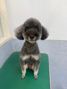 10月9日のわんこたちの写真
