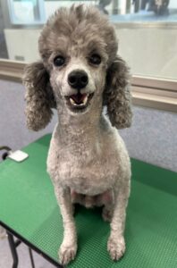 10月17日のわんこたちの写真