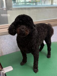 10月6日のわんこたちの写真