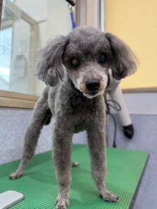 11月18日のわんこたちの写真