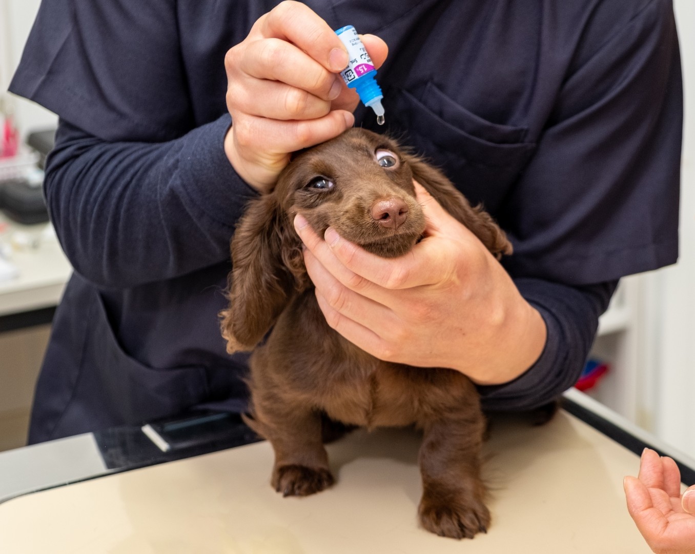 わんちゃん・ねこちゃんに目薬をさすコツとは？の画像