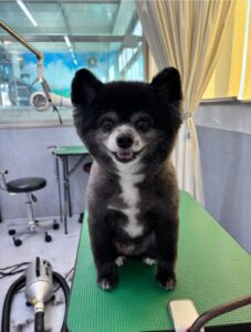 11月20日のわんこたちの写真