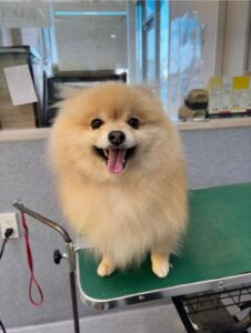 11月7日のわんこたちの写真