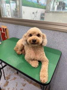 11月9日のわんこたちの写真