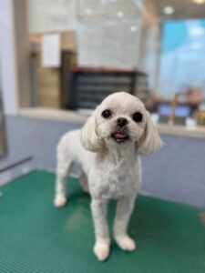 11月25日のわんこたちの写真