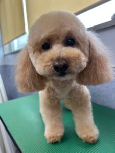 11月13日のわんこたちの写真