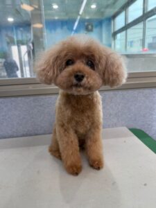 11月11日のわんこたちの写真