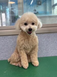 11月1日のわんこたちの写真